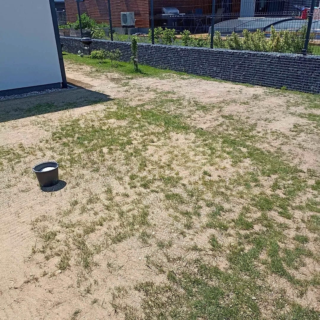 Původní řídký trávník